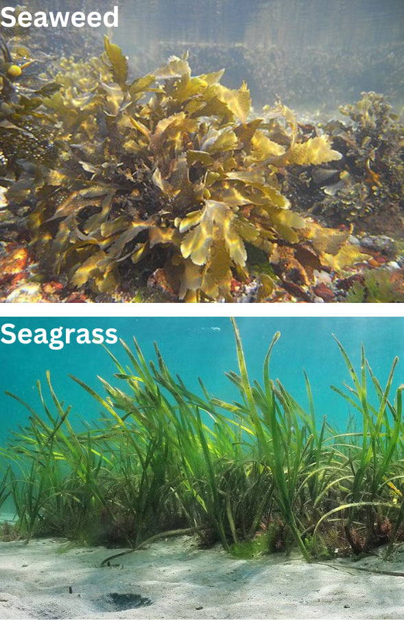 What are the differences between Seaweed and Seagrass?