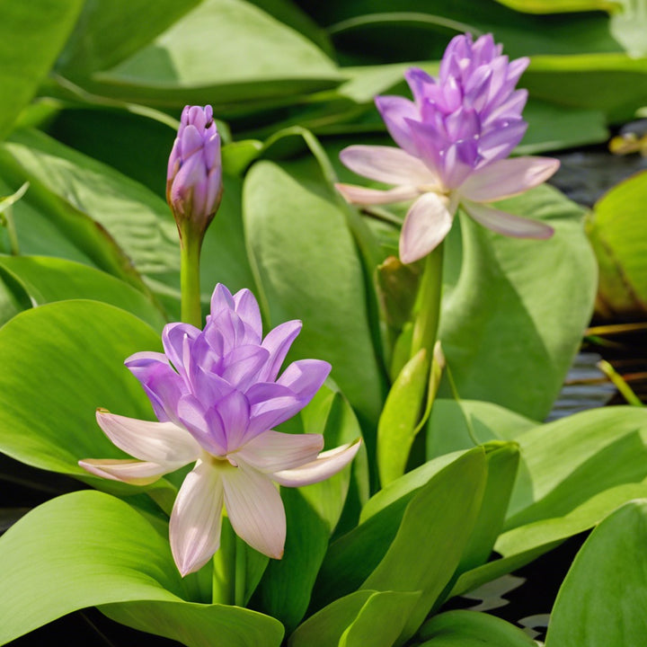 100% Biodegradable and Eco Friendly Packaging Fillers - Made using invasive Water Hyacinth